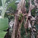 Aneh, Pohon Pisang Berbuah Di Batang