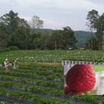 Reni Strawberry kebun wisata kreatif masa pandemi