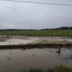 Stok 5 Ton Bibit Belum Mencukupi Petani HST yang Terdampak Banjir