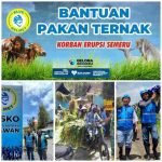 BLUE HELMET Membantu Makanan Ternak Warga Semeru, Gus Siroj dan Team DPN Jakarta Partai GELORA Merapat ke Lumajang