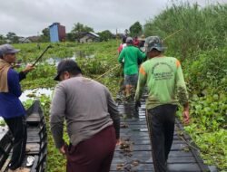 Warga Dua Desa di Danau Panggang Bersihkan Gulma Tebal Bawaan Banjir
