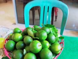 Tahun Ini Jeruk Kalamansi Air Sebakul Siap Produksi