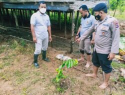 Korban Tewas Kesetrum Jatuh, Polisi Imbau Warga LAS HST Hentikan Pasang Perangkap Setrum Listrik di Kandang Ternak