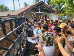 Kapolda Sumut Sidak Peternakan Sapi cegah penyebaran PMK