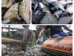 Hati-hati Ribuan Ikan Mati Keracunan di Sungai Brantas, Tahun Ini Paling Parah