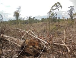Ratusan hektar hutan habitat gajah di Bengkulu kembali dirambah