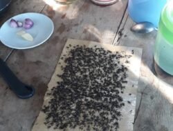 Lalat Serang Warga, Kades Pelajau Pastikan Bukan Dampak Kandang Ayam