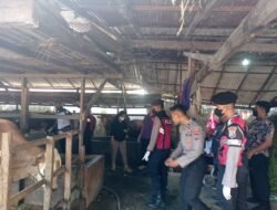 Cegah Hewan Kurban, Polres dan Dinas Pertanian Banjar Semprotkan Disinfektan