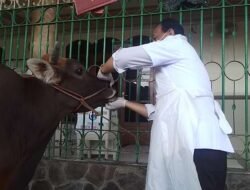 Sidak Mendadak, Pemeriksaan Hewan Qurban di Masjid Tanbihul Ghofilin Dilakukan Dokter Hewan Pemkot Surabaya
