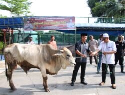 Polresta Barelang Melakukan Penyembelihan Hewan Qurban 10 Ekor Sapi dan 10 Ekor Kambing