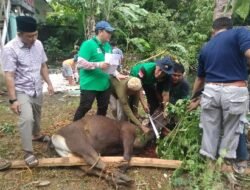 Potong Hewan Kurban Satukan Perbedaan Pandangan Kahmi Bengkulu