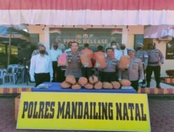 Polres Madina Gagalkan Peredaran Ganja 14,5 Kg