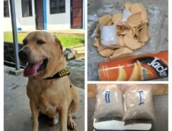 Luigi, Anjing Pelacak Bea Cukai Batam Berhasil Gagalkan Paket Berisi Sabu-sabu