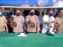 Polairud Polda Sumut Amankan Ratusan Satwa Dilindungi