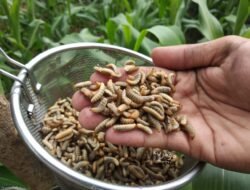 Kujaga Bumi, Lalat Teman Hidupku