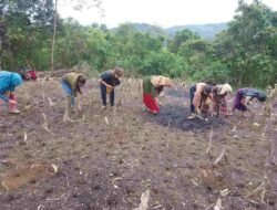 Warga Pegunungan Meratus, Gotong Royong  Tanam Padi