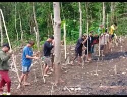 Suburnya Tanah Di Pengunungan Meratus, Padi Dan Sayur Mayur Tumbuh Dengan Hasil Yang Berlimpah Ruah