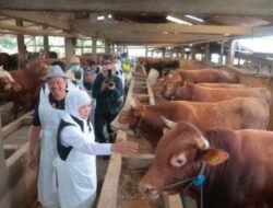 Menjelang Idul Adha, Gubernur Khofifah Pastikan Hewan Kurban Jatim Surplus