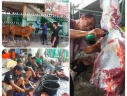 Masjid Tanbihul Ghofilin Sembelih Hewan Kurban 7 Sapi 11 Kambing