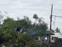 Pohon Mahoni berusia Ratusan Tahun Tumbang akibat angin kencang menimpa Mess Pemda Natal
