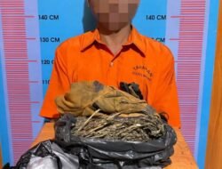 Kedapatan Miliki Ganja, Pria Separuh Baya Diamankan Sat Narkoba Polres Madina