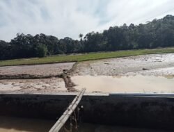 Terdampak Pembangunan Tol Sicincin – Pekanbaru, Ganti Rugi Lahan Sawah di Ladang Laweh Tidak Sebanding