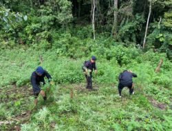 Dari Perburuan Ladang Narkoba, Polda Sumut Musnahkan 110 Ton Ganja