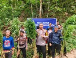 5 hektare ladang ganja kembali dimusnahkan Polres Madina, kali ini di Tor Sihite