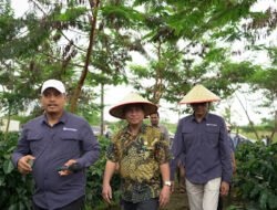 Sumut Salah Satu Penghasil Kopi Terbesar