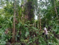 Terungkap, Diduga Kebun PT DDP di Desa Serami Baru Tidak Memiliki HGU