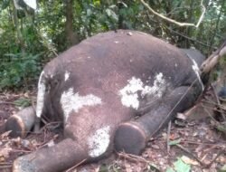 Mati Di Jalur Gergaji; Habitat bertuan tak berhutan, langka mundur konservasi Gajah Seblat