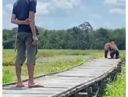 Warga Desa Habau, Dibuat Resah oleh Berkeliarannya Orang Utan di Kebun Warga