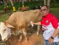 IRJEN POL YAN FITRI QURBAN 34 EKOR SAPI UNTUK MASYARAKAT KOTA BATAM