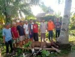 7 Desa Kecamatan Kinal Terima 7 Ekor Sapi Qurban dari BSM Entertainment