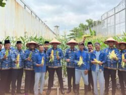 Dukung Program Ketahanan Pangan, Rutan Batam Sukses Panen Jagung Sebanyak 250 kg