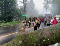 TNI Polri Bersinergi Evakuasi Pohon Tumbang Di Jalur Medan Berastagi