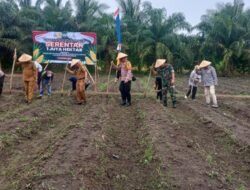 Danramil 1015-03/MB Ketapang Dukung Penanaman Jagung Serentak untuk Masa Depan