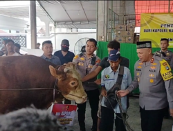 Penyerahan Sapi Untuk Acara Lima Rajab Di Sekumpul, Kapolda Kalsel Sampaikan ini