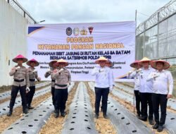 Bersama Satbrimob Polda Kepri, Rutan Batam Penen Sayur dan Tanam Jagung