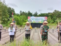 Kapolsek Bukit Batu Hadiri Panen Raya Jagung Serentak Tahap I di Kebun Satbrimobda Kalteng