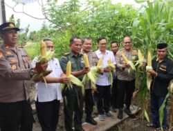 Polresta Palangka Raya Sukseskan Panen Raya Jagung di Lahan Poktan Sumber Rejeki Beruntung