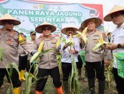 Panen Raya Jagung Serentak Tahap l, Polda kalsel Panen Jagung