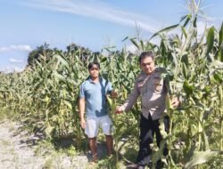 Dukungan Program Ketahanan Pangan, Polsek Bukit Batu Pererat Kemitraan bersama Petani