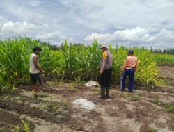 Dukung Program Ketahanan Pangan, Polsek Rakumpit Perhatikan Pertumbuhan Jagung Di Pager
