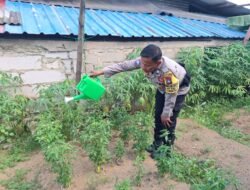 Polsek Lubuk Baja dan KWT Anggrek Sulap Lahan Tidur Jadi Sentra Pangan Produktif