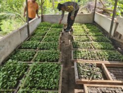 Polsek Sekupang Dukung Program Ketahanan Pangan, Ubah Lahan Tidur Jadi Ladang Produktif