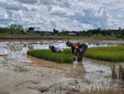 Dukung Swasembada Pangan Nasional, Babinsa 1015-03/MB Ketapang Ikut Petani Cabut Bibit Padi