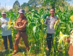 Kapolsek dan Warga Cempaka Panen Jagung Bersama Hasil Panennya Pun Berlimpah Ruah
