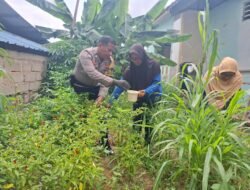 Wujud Asta Cita Presiden RI, Bhabinkamtibmas Kampung Pelita Panen Sayur