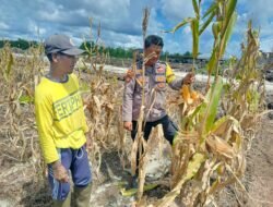 Polisi Dukung Penuh Ketahanan Pangan Jagung Warga Di Kecamatan Rakumpit 